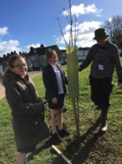 Tree Planting Day 19